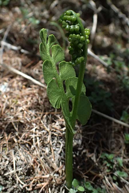 Botrychium lunaria \ Mondraute / Moonwort, A Osttirol, Matrei 14.5.2025