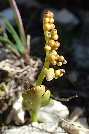 Botrychium lunaria \ Mondraute / Moonwort, A Großglockner 11.8.2025
