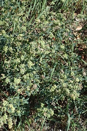 Medicago x varia \ Bastard-Luzerne, A Wien 13.8.2025