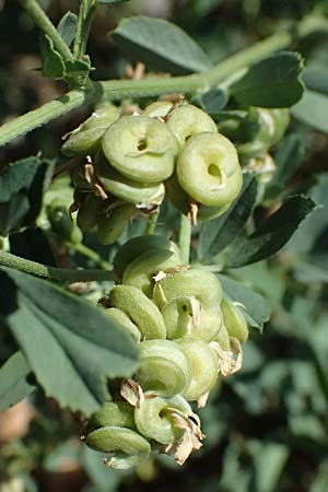 Medicago x varia \ Bastard-Luzerne, A Wien 13.8.2025