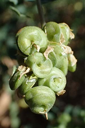 Medicago x varia \ Bastard-Luzerne, A Wien 13.8.2025