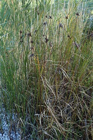 Bolboschoenus maritimus \ Strandsimse / Sea Club-Rush, A Seewinkel, Apetlon 23.9.2022