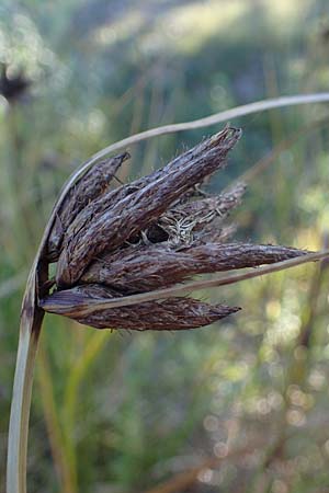 Bolboschoenus maritimus \ Strandsimse / Sea Club-Rush, A Seewinkel, Apetlon 23.9.2022