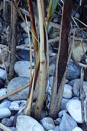 Bolboschoenus maritimus \ Strandsimse / Sea Club-Rush, A Seewinkel, Apetlon 23.9.2022
