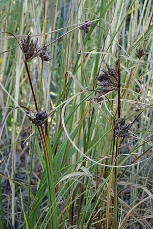 Bolboschoenus maritimus \ Strandsimse / Sea Club-Rush, A Seewinkel, Apetlon 23.9.2022