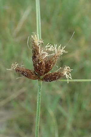 Bolboschoenus maritimus \ Strandsimse / Sea Club-Rush, A Seewinkel, Apetlon 12.7.2023