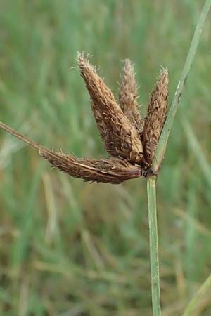 Bolboschoenus maritimus \ Strandsimse / Sea Club-Rush, A Seewinkel, Apetlon 12.7.2023