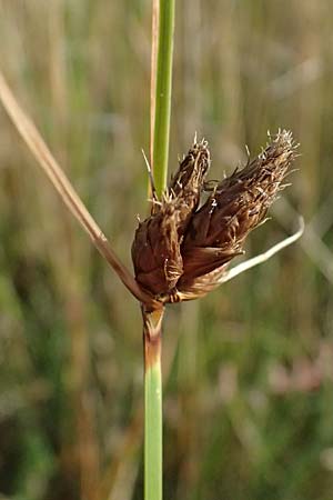 Bolboschoenus maritimus \ Strandsimse / Sea Club-Rush, A Seewinkel, Apetlon 13.8.2025