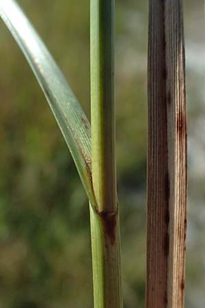 Bolboschoenus maritimus \ Strandsimse / Sea Club-Rush, A Seewinkel, Apetlon 13.8.2025