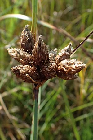 Bolboschoenus maritimus \ Strandsimse / Sea Club-Rush, A Seewinkel, Apetlon 13.8.2025