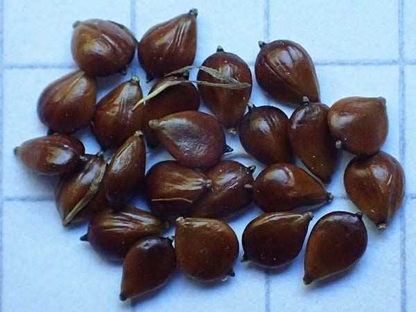 Bolboschoenus maritimus \ Strandsimse / Sea Club-Rush, A Seewinkel, Apetlon 18.8.2025