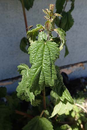 Urtica dioica \ Brenn-Nessel / Nettle, A Lawinenstein 5.7.2020