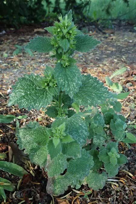 Ballota nigra subsp. nigra \ Echte Schwarznessel, Langz�hnige Schwarznessel / Black Horehound, A Weinviertel,  Gaindorf 12.6.2026