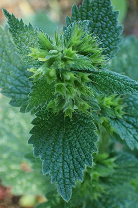 Ballota nigra subsp. nigra \ Echte Schwarznessel, Langz�hnige Schwarznessel / Black Horehound, A Weinviertel,  Gaindorf 12.6.2026