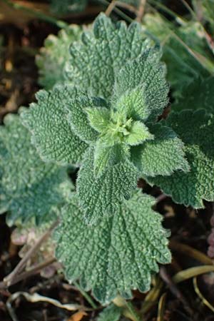 Ballota nigra subsp. nigra \ Echte Schwarznessel, Langz�hnige Schwarznessel / Black Horehound, A Weinviertel,  Gaindorf 12.6.2026