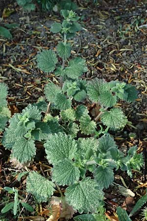 Ballota nigra subsp. nigra \ Echte Schwarznessel, Langz�hnige Schwarznessel / Black Horehound, A Weinviertel,  Gaindorf 12.6.2026