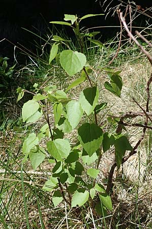 Betula pubescens \ Moor-Birke, Flaum-Birke / Downy Birch, A Seetaler Alpen, Zirbitzkogel 28.6.2021