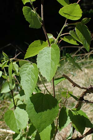 Betula pubescens \ Moor-Birke, Flaum-Birke / Downy Birch, A Seetaler Alpen, Zirbitzkogel 28.6.2021