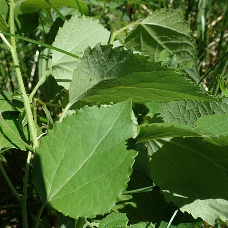 Betula pubescens \ Moor-Birke, Flaum-Birke / Downy Birch, A Seetaler Alpen, Zirbitzkogel 28.6.2021