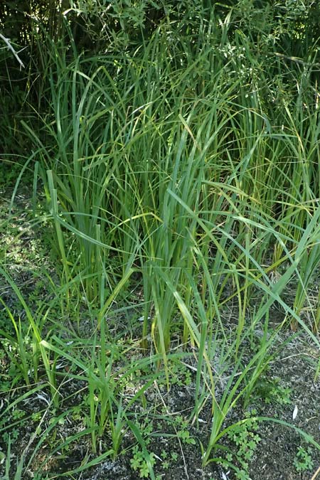 Bolboschoenus planiculmis ? \ Platthalm-Knollenbinse / Flat-Stem Club-Rush, A Staatz 12.8.2025