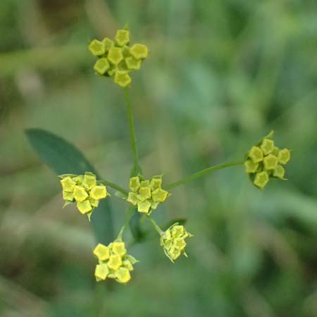 Bupleurum falcatum \ Langbl&auml;ttriges Hasenohr, Sichelbl&auml;ttriges Hasenohr / Sickle-Leaved Hare's Ear, A Hollabrunn 12.6.2026