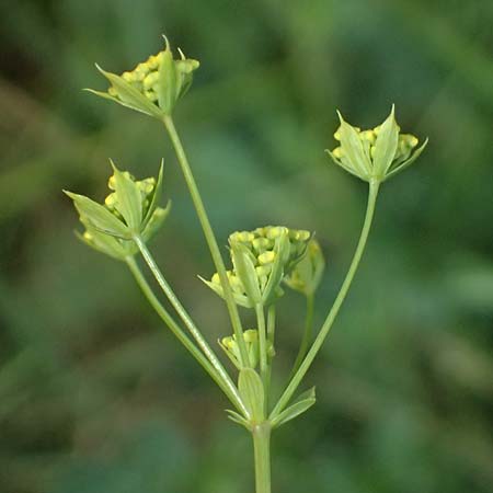 Bupleurum falcatum \ Langbl&auml;ttriges Hasenohr, Sichelbl&auml;ttriges Hasenohr / Sickle-Leaved Hare's Ear, A Hollabrunn 12.6.2026
