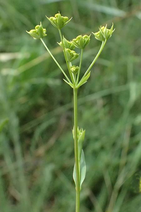 Bupleurum falcatum \ Langbl&auml;ttriges Hasenohr, Sichelbl&auml;ttriges Hasenohr / Sickle-Leaved Hare's Ear, A Hollabrunn 12.6.2026