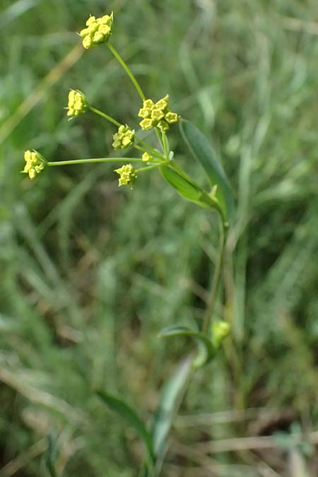 Bupleurum falcatum \ Langbl&auml;ttriges Hasenohr, Sichelbl&auml;ttriges Hasenohr / Sickle-Leaved Hare's Ear, A Hollabrunn 12.6.2026