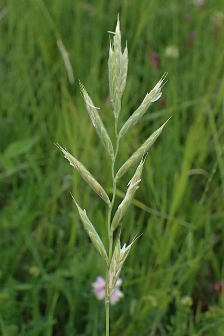 Brachypodium pinnatum \ Gefiederte Zwenke / Tor Grass, Heath False Brome, A Ladendorf 12.6.2026
