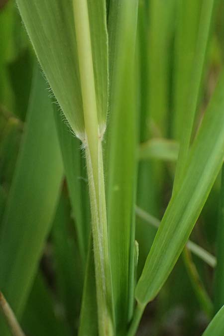 Brachypodium pinnatum \ Gefiederte Zwenke / Tor Grass, Heath False Brome, A Ladendorf 12.6.2026