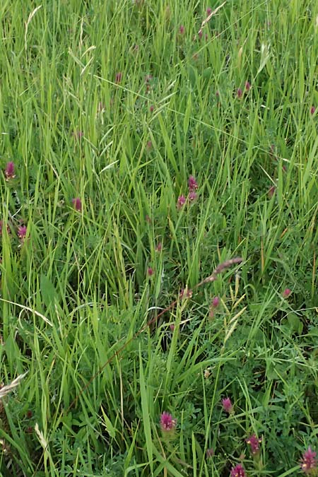 Brachypodium pinnatum \ Gefiederte Zwenke / Tor Grass, Heath False Brome, A Ladendorf 12.6.2026
