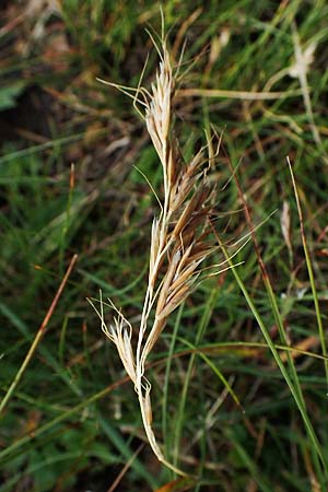 Helictotrichon versicolor \ Bunter Wiesenhafer / Oat Grass, A Niedere Tauern, Sölk-Pass 26.7.2021