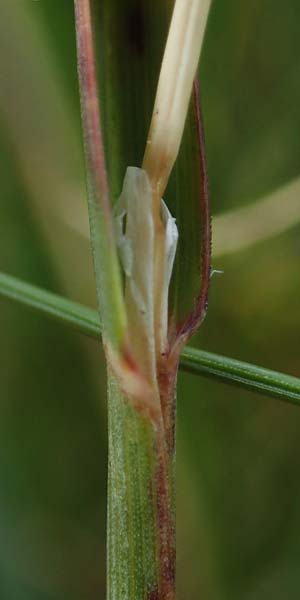 Helictotrichon versicolor \ Bunter Wiesenhafer / Oat Grass, A Niedere Tauern, Sölk-Pass 26.7.2021