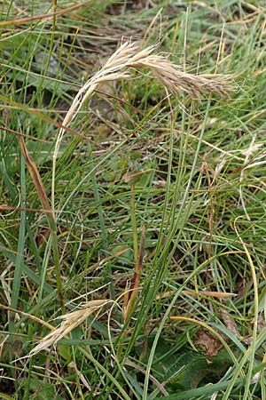 Helictotrichon versicolor \ Bunter Wiesenhafer / Oat Grass, A Niedere Tauern, Sölk-Pass 26.7.2021