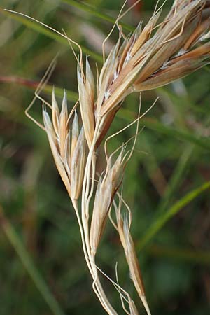 Helictotrichon versicolor \ Bunter Wiesenhafer / Oat Grass, A Niedere Tauern, Sölk-Pass 26.7.2021