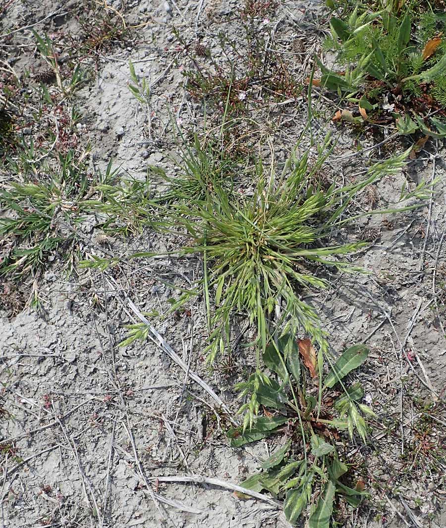 Bromus hordeaceus subsp. thominei \ Thomines Trespe, Dnen-Trespe / Thomine's Brome, A Seewinkel, Apetlon 8.5.2022