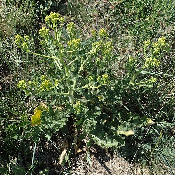 Rapistrum rugosum \ Runzliger Rapsdotter / Bastard Cabbage, A Gumpoldskirchen 15.5.2022