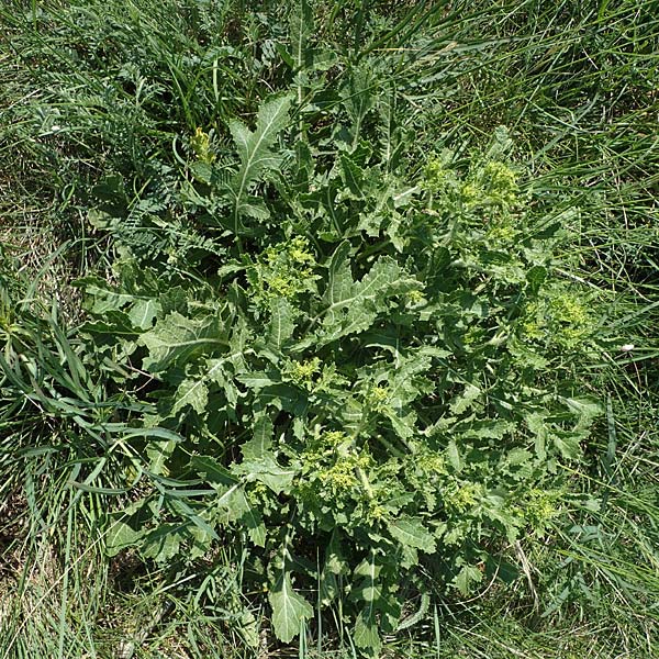 Rapistrum rugosum \ Runzliger Rapsdotter / Bastard Cabbage, A Gumpoldskirchen 15.5.2022