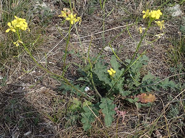 Erucastrum nasturtiifolium \ Stumpfkantige Hundsrauke / Water-Cress Leaved Rocket, A Breitenbrunn 24.9.2022