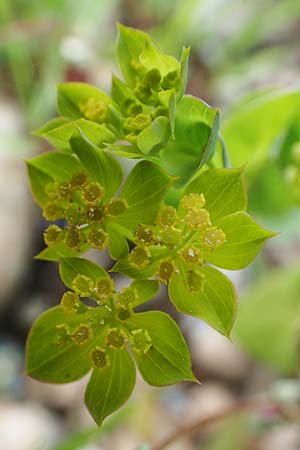 Bupleurum rotundifolium \ Rundblttriges Hasenohr / Hare's Ear, Thorough-Wax, A Weikersdorf am Steinfeld 7.7.2023