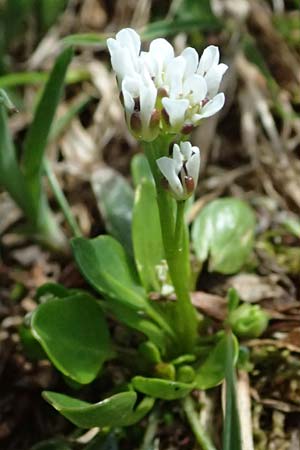 Cardamine alpina \ Alpen-Schaumkraut / Alpine Cress, A Kolm Saigurn 2.7.2025