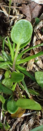 Cardamine alpina \ Alpen-Schaumkraut / Alpine Cress, A Kolm Saigurn 2.7.2025