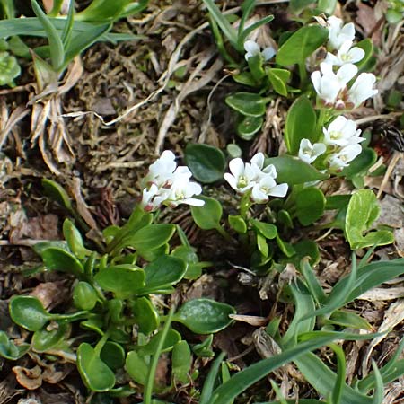 Cardamine alpina \ Alpen-Schaumkraut / Alpine Cress, A Kolm Saigurn 2.7.2025