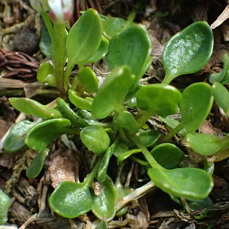 Cardamine alpina \ Alpen-Schaumkraut / Alpine Cress, A Kolm Saigurn 2.7.2025
