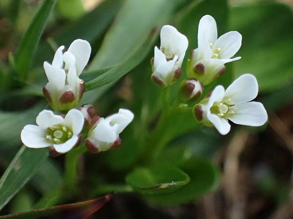 Cardamine alpina \ Alpen-Schaumkraut / Alpine Cress, A Kolm Saigurn 2.7.2025