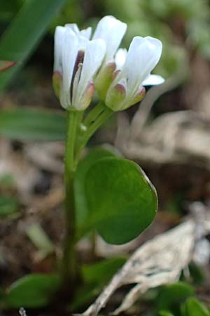 Cardamine alpina \ Alpen-Schaumkraut / Alpine Cress, A Kolm Saigurn 2.7.2025