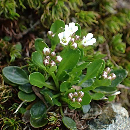 Cardamine alpina \ Alpen-Schaumkraut / Alpine Cress, A Kolm Saigurn 2.7.2025