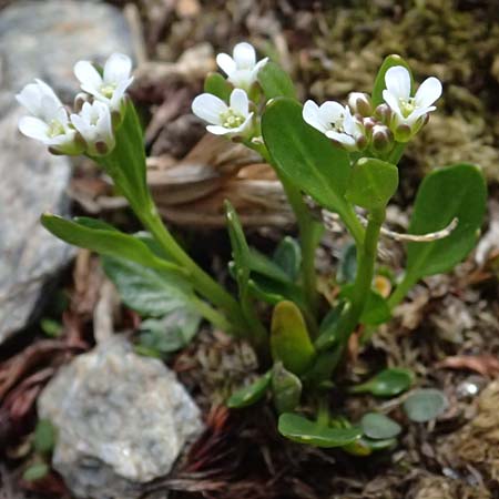Cardamine alpina \ Alpen-Schaumkraut / Alpine Cress, A Kolm Saigurn 2.7.2025