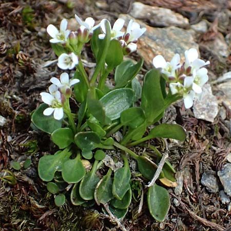 Cardamine alpina \ Alpen-Schaumkraut / Alpine Cress, A Kolm Saigurn 2.7.2025