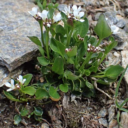 Cardamine alpina \ Alpen-Schaumkraut / Alpine Cress, A Kolm Saigurn 2.7.2025